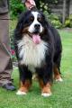 Bernese Mountain Dog Yannis